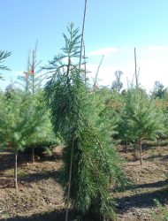 Sequoiadendron giganteum Pendulum, hier 1.25 m