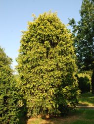 Taxus baccata Dovastonii Aurea, hier 4.5 m