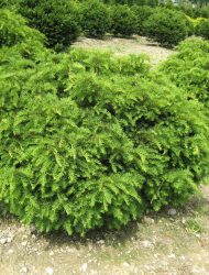 Taxus baccata Nissens Corona, hier 1.25 m