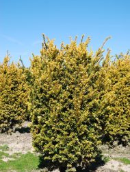 Taxus baccata Semperaurea, hier 0.9 m