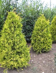 Thuja occidentalis Yellow Ribbon, hier 1.5 m