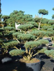 Bonsaiform ca. 110x130 (Pinus sylvestris Watereri)