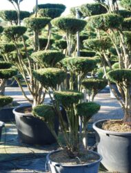 Bonsaiform ca. 150x70 (Taxus baccata Overeynderi)