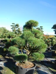 Bonsaiform ca. 150x110 (Pinus sylvestris Globosa Viridis)