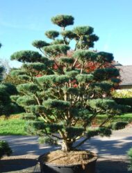 Bonsaiform ca. 260x210 (Pinus sylvestris Watereri)